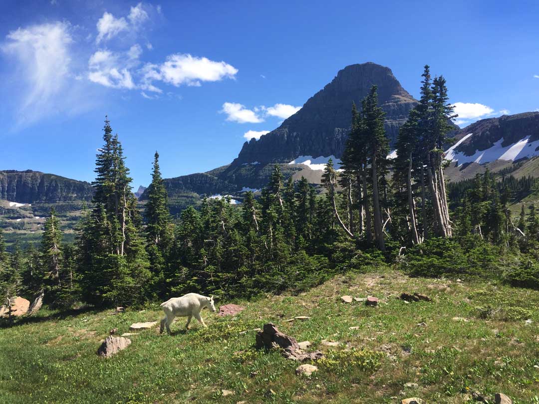 a mountain goat walking across a field in glacier national park