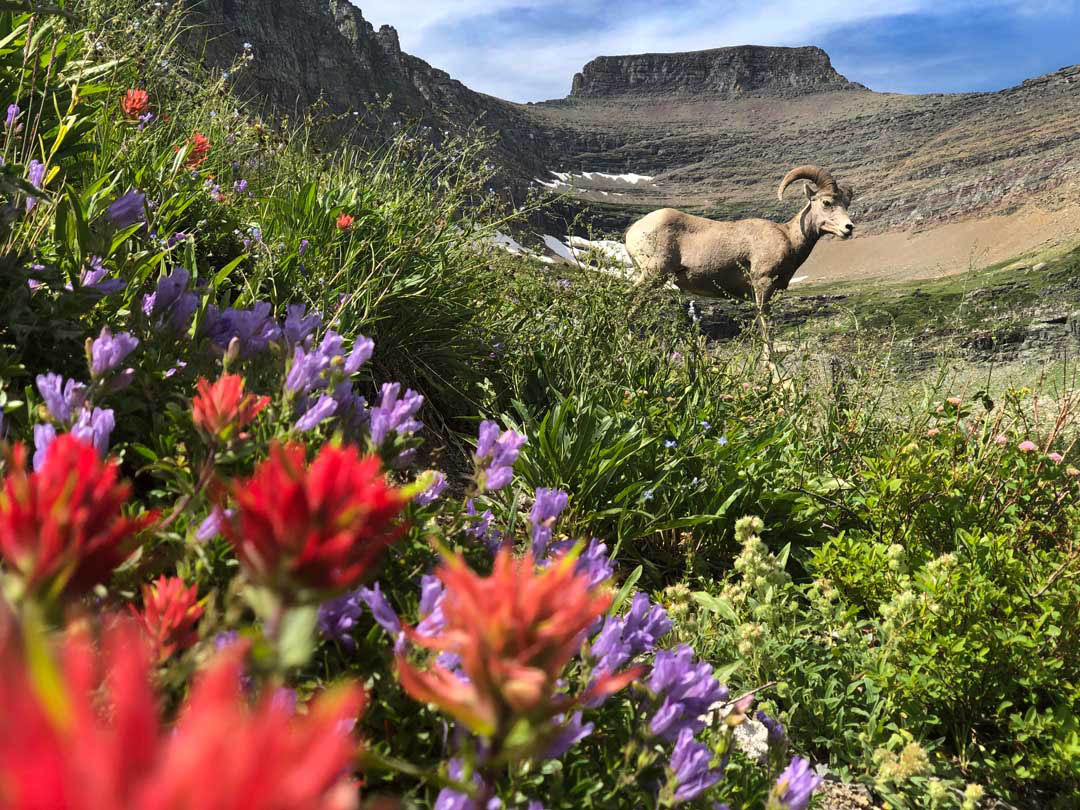 a bighorn sheep in glacier national park with wildflowers in the forefront