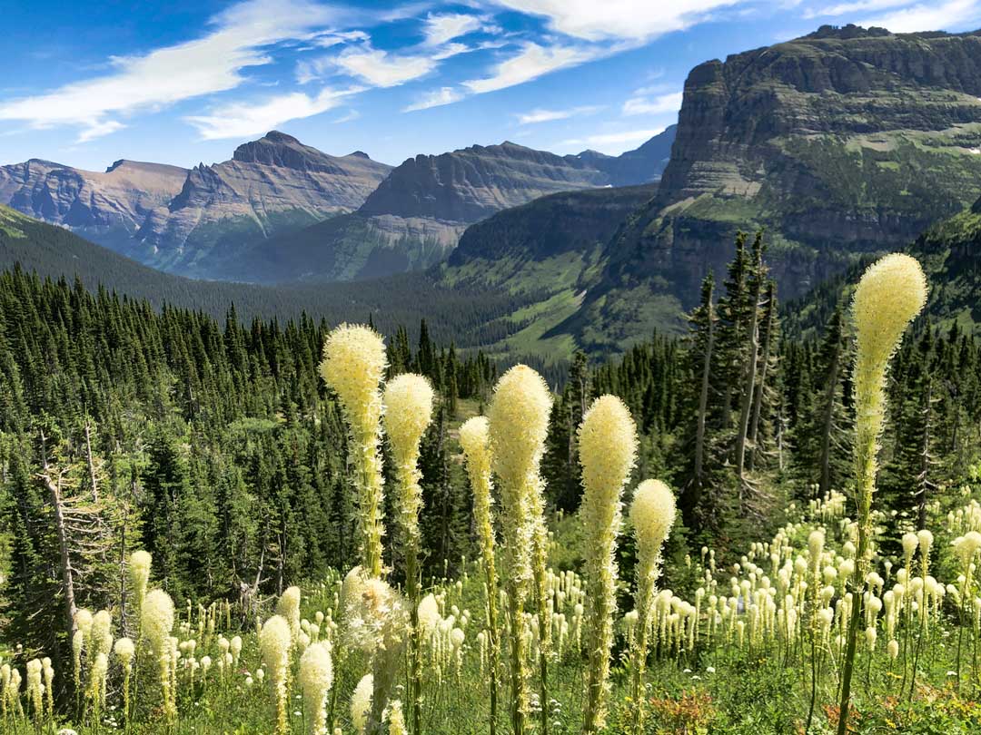 beargrass in bloom at glacier national park