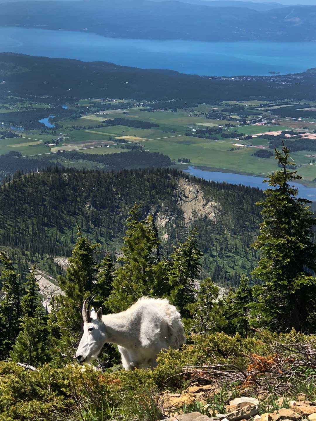 A goat in Jewel Basin in the Flathead Valley
