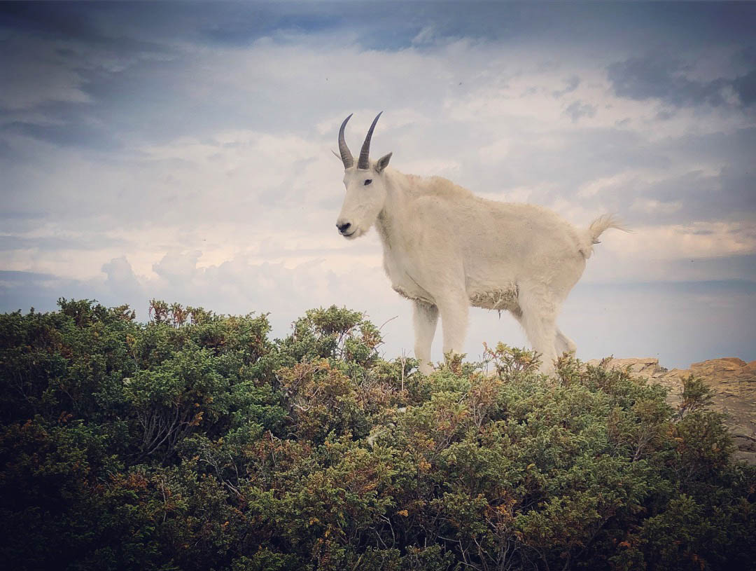 A mountain goat in Montana
