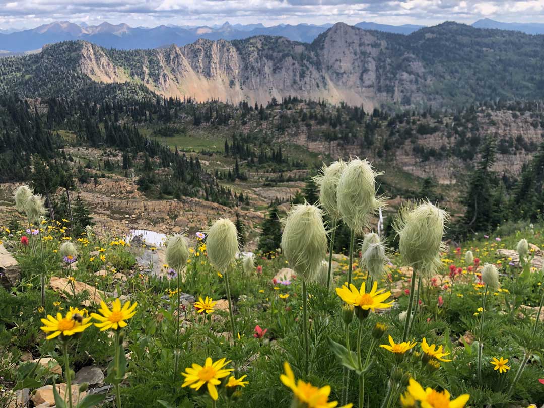Wildflowers on Mt Aeneas in Jewel Basin, Montana