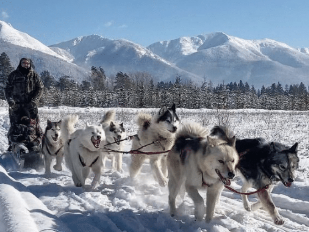 a man in a black coat running a 6 dog dogsled