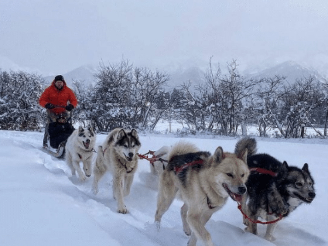 a man in a red coat with a dogsled and 4 dogs