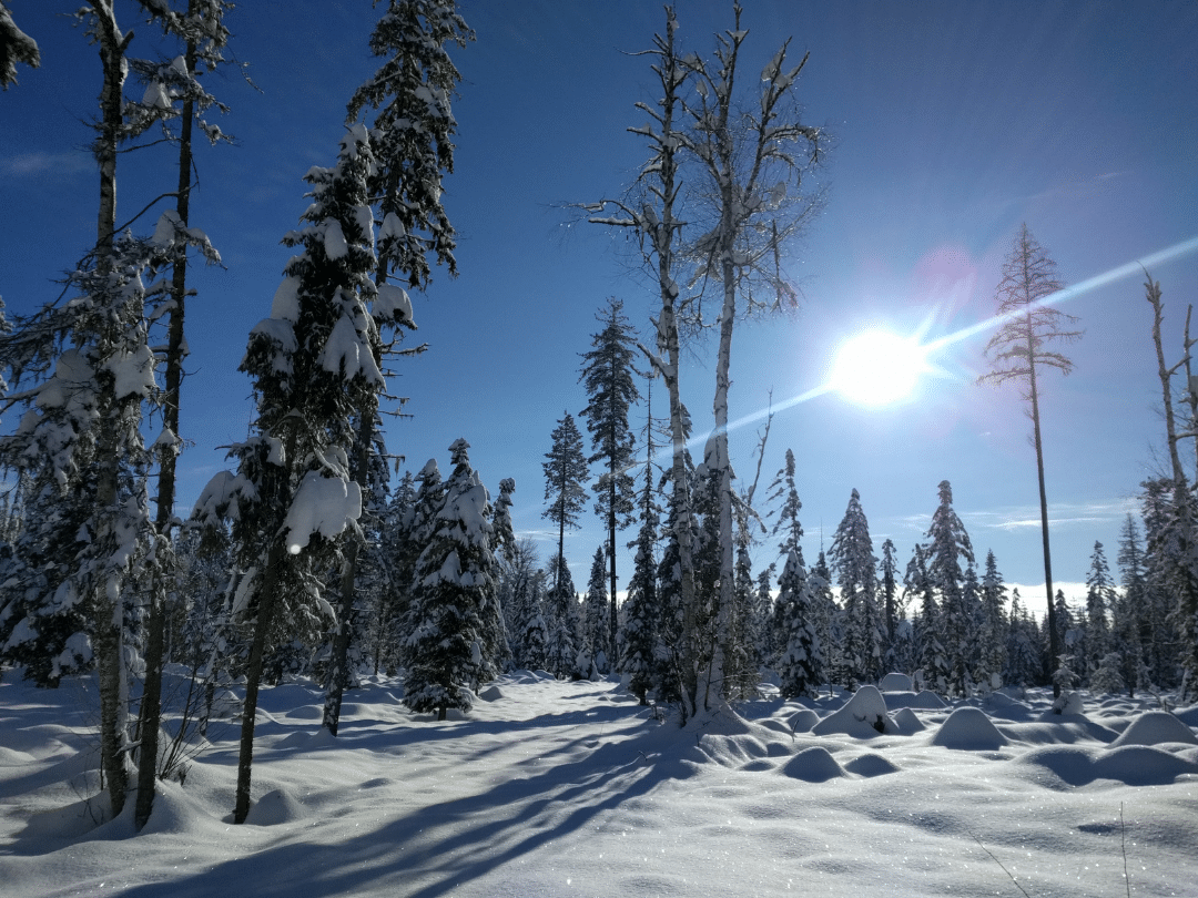 trees and sunshine in the winter